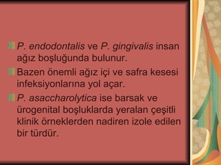 P. endodontalis ve P. gingivalis insan
ağız boşluğunda bulunur.
Bazen önemli ağız içi ve safra kesesi
infeksiyonlarına yol açar.
P. asaccharolytica ise barsak ve
ürogenital boşluklarda yeralan çeşitli
klinik örneklerden nadiren izole edilen
bir türdür.
 