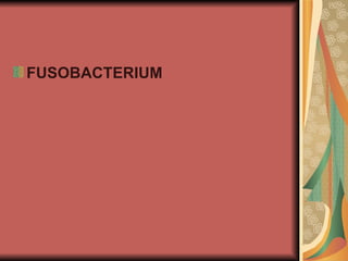 FUSOBACTERIUM
 