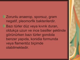 Zorunlu anaerop, sporsuz, gram
negatif, pleomorfik bakterilerdir.
Bazı türler düz veya kıvrık duran,
oldukça uzun ve ince basiller şeklinde
görünürken bazı türler gondola
benzer yapıda, konidia formunda
veya flamentöz biçimde
olabilmektedir.
 