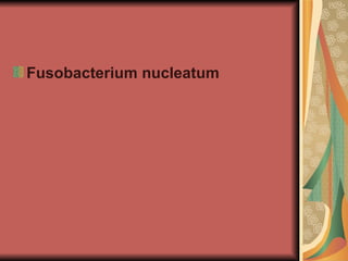 Fusobacterium nucleatum
 