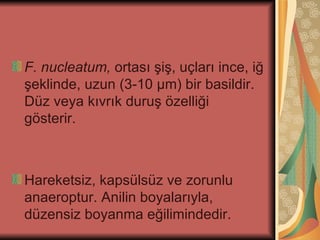 F. nucleatum, ortası şiş, uçları ince, iğ
şeklinde, uzun (3-10 μm) bir basildir.
Düz veya kıvrık duruş özelliği
gösterir.



Hareketsiz, kapsülsüz ve zorunlu
anaeroptur. Anilin boyalarıyla,
düzensiz boyanma eğilimindedir.
 