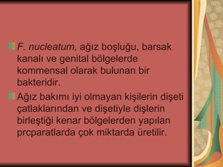 F. nucleatum, ağız boşluğu, barsak
kanalı ve genital bölgelerde
kommensal olarak bulunan bir
bakteridir.
Ağız bakımı iyi olmayan kişilerin dişeti
çatlaklarından ve dişetiyle dişlerin
birleştiği kenar bölgelerden yapılan
prcparatlarda çok miktarda üretilir.
 
