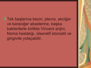 Tek başlarına beyin, plevra, akciğer
ve karaciğer abselerine, başka
bakterilerle birlikte Vincent anjini,
Noma hastalığı, ülseratif stomatit ve
gingivite yolaçabilir.
 