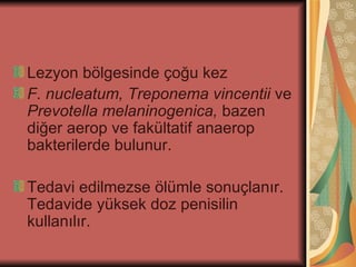 Lezyon bölgesinde çoğu kez
F. nucleatum, Treponema vincentii ve
Prevotella melaninogenica, bazen
diğer aerop ve fakültatif anaerop
bakterilerde bulunur.

Tedavi edilmezse ölümle sonuçlanır.
Tedavide yüksek doz penisilin
kullanılır.
 