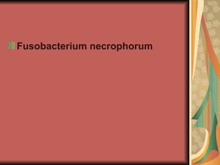 Fusobacterium necrophorum
 