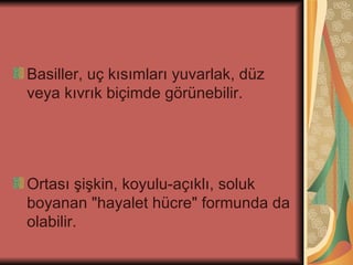 Basiller, uç kısımları yuvarlak, düz
veya kıvrık biçimde görünebilir.




Ortası şişkin, koyulu-açıklı, soluk
boyanan "hayalet hücre" formunda da
olabilir.
 