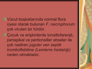 Vücut boşluklarında normal flora
üyesi olarak bulunan F. necrophorum
çok virulan bir türdür.
Çocuk ve erişkinlerde tonsillofarenjit,
periapikal ve peritonsiller abseler ile
çok nadiren juguler ven septik
tromboflebitine (Lemierre hastalığı)
neden olmaktadır.
 