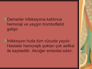 Damarlar infeksiyona katılınca
hemoraji ve yaygın tromboflebit
gelişir.

İnfeksiyon hızla tüm vücuda yayılır.
Hastalar hemorajik şoktan çok asfiksi
ile kaybedilir. Akciğer embolisi sıktır.
 