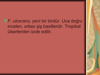 F. ulcerans, yeni bir türdür. Uca doğru
incelen, ortası şiş basillerdir. Tropikal
ülserlerden izole edilir.
 