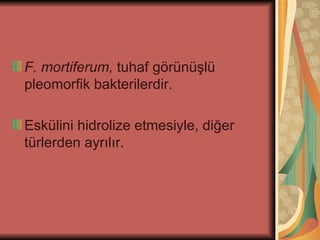 F. mortiferum, tuhaf görünüşlü
pleomorfik bakterilerdir.

Eskülini hidrolize etmesiyle, diğer
türlerden ayrılır.
 