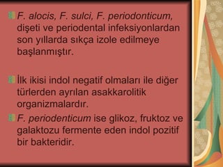 F. alocis, F. sulci, F. periodonticum,
dişeti ve periodental infeksiyonlardan
son yıllarda sıkça izole edilmeye
başlanmıştır.

İlk ikisi indol negatif olmaları ile diğer
türlerden ayrılan asakkarolitik
organizmalardır.
F. periodenticum ise glikoz, fruktoz ve
galaktozu fermente eden indol pozitif
bir bakteridir.
 