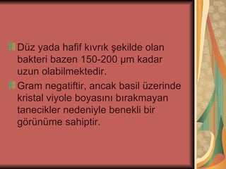 Düz yada hafif kıvrık şekilde olan
bakteri bazen 150-200 μm kadar
uzun olabilmektedir.
Gram negatiftir, ancak basil üzerinde
kristal viyole boyasını bırakmayan
tanecikler nedeniyle benekli bir
görünüme sahiptir.
 