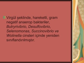 Virgül şeklinde, hareketli, gram
negatif anaerop bakteriler,
Butryrivibrio, Desulfovibrio,
Selenomonas, Succinovibrio ve
Wolinella cinsleri içinde yeniden
sınıflandırılmıştır.
 