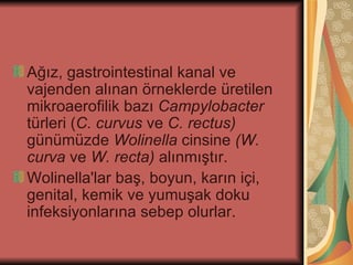 Ağız, gastrointestinal kanal ve
vajenden alınan örneklerde üretilen
mikroaerofilik bazı Campylobacter
türleri (C. curvus ve C. rectus)
günümüzde Wolinella cinsine (W.
curva ve W. recta) alınmıştır.
Wolinella'lar baş, boyun, karın içi,
genital, kemik ve yumuşak doku
infeksiyonlarına sebep olurlar.
 