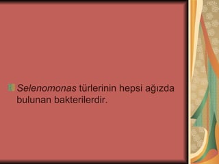 Selenomonas türlerinin hepsi ağızda
bulunan bakterilerdir.
 