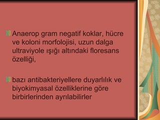 Anaerop gram negatif koklar, hücre
ve koloni morfolojisi, uzun dalga
ultraviyole ışığı altındaki floresans
özelliği,

bazı antibakteriyellere duyarlılık ve
biyokimyasal özelliklerine göre
birbirlerinden ayrılabilirler
 