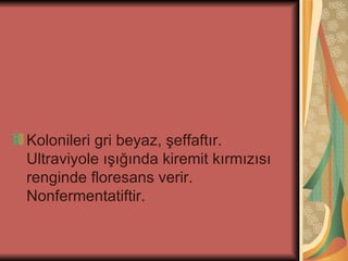 Kolonileri gri beyaz, şeffaftır.
Ultraviyole ışığında kiremit kırmızısı
renginde floresans verir.
Nonfermentatiftir.
 