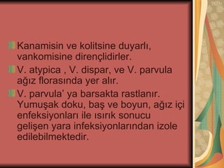 Kanamisin ve kolitsine duyarlı,
vankomisine dirençlidirler.
V. atypica , V. dispar, ve V. parvula
ağız florasında yer alır.
V. parvula’ ya barsakta rastlanır.
Yumuşak doku, baş ve boyun, ağız içi
enfeksiyonları ile ısırık sonucu
gelişen yara infeksiyonlarından izole
edilebilmektedir.
 