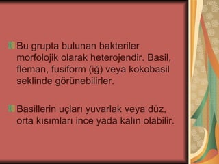 Bu grupta bulunan bakteriler
morfolojik olarak heterojendir. Basil,
fleman, fusiform (iğ) veya kokobasil
seklinde görünebilirler.

Basillerin uçları yuvarlak veya düz,
orta kısımları ince yada kalın olabilir.
 