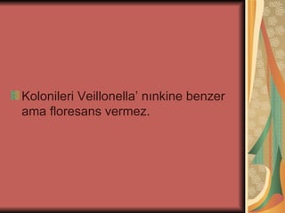 Kolonileri Veillonella’ nınkine benzer
ama floresans vermez.
 