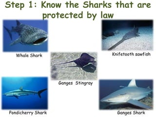 Step 1: Know the Sharks that are
protected by law

Knifetooth sawfish

Whale Shark

Ganges Stingray

Pondicherry Shark

Ganges Shark

 