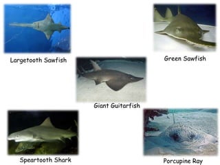 Green Sawfish

Largetooth Sawfish

Giant Guitarfish

Speartooth Shark

Porcupine Ray

 