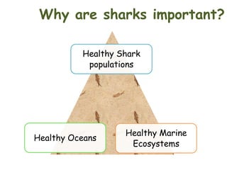 Why are sharks important?
Healthy Shark
populations

Healthy Oceans

Healthy Marine
Ecosystems

 