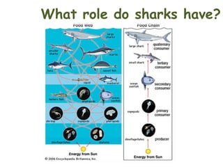 What role do sharks have?

 