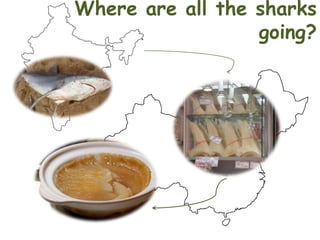 Where are all the sharks
going?

 