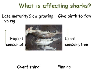 What is affecting sharks?
Late maturitySlow growing
young

Export
consumption

Overfishing

Give birth to few

Local
consumption

Finning

 