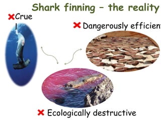 Shark finning – the reality

Crue
l

Dangerously efficient

Ecologically destructive

 