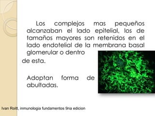 Los  complejos     mas  pequeños
            alcanzaban el lado epitelial, los de
            tamaños mayores son retenidos en el
            lado endotelial de la membrana basal
            glomerular o dentro
           de esta.

              Adoptan forma                       de   granulaciones
              abultadas.


Ivan Roitt, inmunologia fundamentos 9na edicion
 