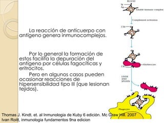 La reacción de anticuerpo con
         antígeno genera inmunocomplejos.


              Por lo general la formación de
         estos facilita la depuración del
         antígeno por células fagocíticas y
         eritrocitos.
              Pero en algunos casos pueden
         ocasionar reacciones de
         hipersensibilidad tipo III (que lesionan
         tejidos).




Thomas J. Kindt. et. al Inmunologia de Kuby 6 edición. Mc Graw Hill. 2007
Ivan Roitt, inmunologia fundamentos 9na edicion
 