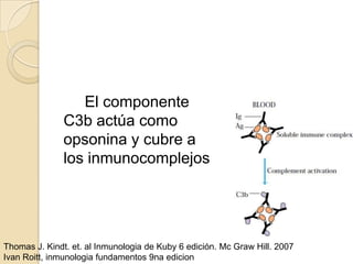 El componente
               C3b actúa como
               opsonina y cubre a
               los inmunocomplejos




Thomas J. Kindt. et. al Inmunologia de Kuby 6 edición. Mc Graw Hill. 2007
Ivan Roitt, inmunologia fundamentos 9na edicion
 