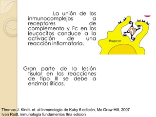 La unión de los
               inmunocomplejos          a
               receptores              de
               complemento y Fc en los
               leucocitos conduce a la
               activación     de      una
               reacción inflamatoria.



            Gran parte de la lesión
             tisular en las reacciones
             de tipo III se debe a
             enzimas líticas.



Thomas J. Kindt. et. al Inmunologia de Kuby 6 edición. Mc Graw Hill. 2007
Ivan Roitt, inmunologia fundamentos 9na edicion
 