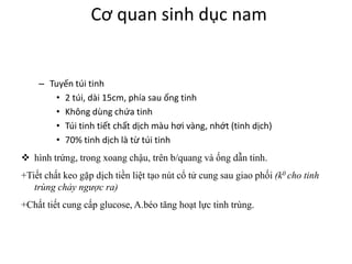 Cơ quan sinh dục nam 
– Tuyến túi tinh 
• 2 túi, dài 15cm, phía sau ống tinh 
• Không dùng chứa tinh 
• Túi tinh tiết chất dịch màu hơi vàng, nhớt (tinh dịch) 
• 70% tinh dịch là từ túi tinh 
 hình trứng, trong xoang chậu, trên b/quang và ống dẫn tinh. 
+Tiết chất keo gặp dịch tiền liệt tạo nút cổ tử cung sau giao phối (k0 cho tinh 
trùng chảy ngược ra) 
+Chất tiết cung cấp glucose, A.béo tăng hoạt lực tinh trùng. 
 
