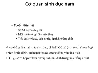 Cơ quan sinh dục nam 
– Tuyến tiền liệt 
• 30-50 tuyến ống túi 
• Mỗi tuyến ống túi = mỗi thùy 
• Tiết ra: amylase, acid citric, lipid, khoáng chất 
 cuối ống dẫn tinh, đầu niệu đạo, chứa H2CO3 (s’p trao đổi tinh trùng) 
+Men fibrinolizin, aminopeptitdaza chống đông vón tinh dịch 
+PGF2α→↑co bóp cơ trơn đường s/d cái→tinh trùng tiến thẳng nhanh. 
 