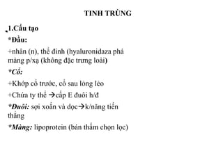 TINH TRÙNG 
1.Cấu tạo 
*Đầu: 
+nhân (n), thể đinh (hyaluronidaza phá 
màng p/xạ (không đặc trưng loài) 
*Cổ: 
+Khớp cổ trước, cổ sau lỏng lẻo 
+Chứa ty thể cấp E đuôi h/đ 
*Đuôi: sợi xoắn và dọck/năng tiến 
thẳng 
*Màng: lipoprotein (bán thấm chọn lọc) 
 