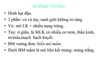 BUỒNG TRỨNG: 
• Hình hạt đậu. 
• 2 phần: vỏ và tủy, ranh giới không rỏ ràng 
• Vỏ: mô LK + nhiều nang trứng. 
• Tủy: ở giữa, là MLK có nhiều cơ trơn, thần kinh, 
m/máu,mạch bạch huyết. 
• BM vuông đơn: biểu mô mầm. 
• Dưới BM mầm là mô liên kết mỏng: màng trắng. 
 
