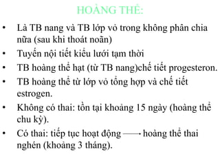 HOÀNG THỂ: 
• Là TB nang và TB lớp vỏ trong không phân chia 
nữa (sau khi thoát noãn) 
• Tuyến nội tiết kiểu lưới tạm thời 
• TB hoàng thể hạt (từ TB nang)chế tiết progesteron. 
• TB hoàng thể từ lớp vỏ tổng hợp và chế tiết 
estrogen. 
• Không có thai: tồn tại khoảng 15 ngày (hoàng thể 
chu kỳ). 
• Có thai: tiếp tục hoạt động hoàng thể thai 
nghén (khoảng 3 tháng). 
 