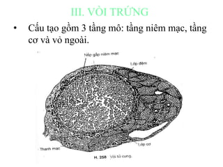 III. VÒI TRỨNG 
• Cấu tạo gồm 3 tầng mô: tầng niêm mạc, tầng 
cơ và vỏ ngoài. 
 