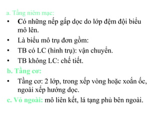 a. Tầng niêm mạc: 
• Có những nếp gấp dọc do lớp đệm đội biểu 
mô lên. 
• Là biểu mô trụ đơn gồm: 
• TB có LC (hình trụ): vận chuyển. 
• TB không LC: chế tiết. 
b. Tầng cơ: 
• Tầng cơ: 2 lớp, trong xếp vòng hoặc xoắn ốc, 
ngoài xếp hướng dọc. 
c. Vỏ ngoài: mô liên kết, lá tạng phủ bên ngoài. 
 
