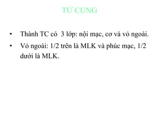 TỬ CUNG 
• Thành TC có 3 lớp: nội mạc, cơ và vỏ ngoài. 
• Vỏ ngoài: 1/2 trên là MLK và phúc mạc, 1/2 
dưới là MLK. 
 