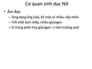 Cơ quan sinh dục Nữ 
• Âm đạo 
– Tạng dạng ống (ảo), bề mặt có nhiều nếp nhăn 
– Tiết chất dịch nhầy, nhiều glycogen 
– Vi trùng phân hủy glycogen -> môi trường acid 
 