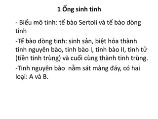 1 Ống sinh tinh 
- Biểu mô tinh: tế bào Sertoli và tế bào dòng 
tinh 
-Tế bào dòng tinh: sinh sản, biệt hóa thành 
tinh nguyên bào, tinh bào I, tinh bào II, tinh tử 
(tiền tinh trùng) và cuối cùng thành tinh trùng. 
-Tinh nguyên bào nằm sát màng đáy, có hai 
loại: A và B. 
 