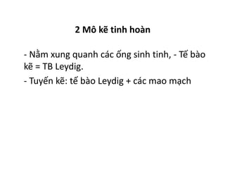 2 Mô kẽ tinh hoàn 
- Nằm xung quanh các ống sinh tinh, - Tế bào 
kẽ = TB Leydig. 
- Tuyến kẽ: tế bào Leydig + các mao mạch 
 