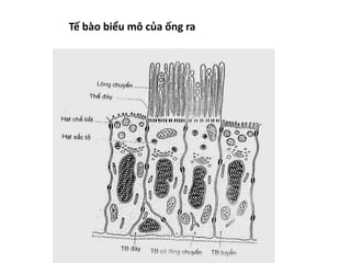 Tế bào biểu mô của ống ra 
 