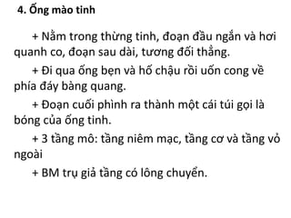 4. Ống mào tinh 
+ Nằm trong thừng tinh, đoạn đầu ngắn và hơi 
quanh co, đoạn sau dài, tương đối thẳng. 
+ Đi qua ống bẹn và hố chậu rồi uốn cong về 
phía đáy bàng quang. 
+ Đoạn cuối phình ra thành một cái túi gọi là 
bóng của ống tinh. 
+ 3 tầng mô: tầng niêm mạc, tầng cơ và tầng vỏ 
ngoài 
+ BM trụ giả tầng có lông chuyển. 
 