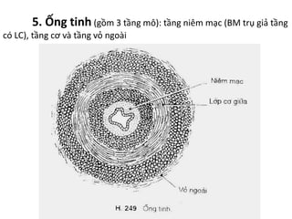 5. Ống tinh (gồm 3 tầng mô): tầng niêm mạc (BM trụ giả tầng 
có LC), tầng cơ và tầng vỏ ngoài 
 