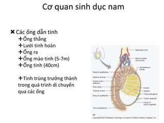 Cơ quan sinh dục nam 
Các ống dẫn tinh 
Ống thẳng 
Lưới tinh hoàn 
Ống ra 
Ống mào tinh (5-7m) 
Ống tinh (40cm) 
Tinh trùng trưởng thành 
trong quá trình di chuyển 
qua các ống 
 